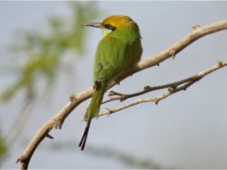 Green Bee-eater